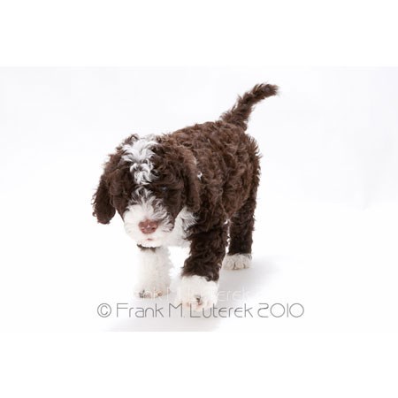 Portuguese Water Dog 11