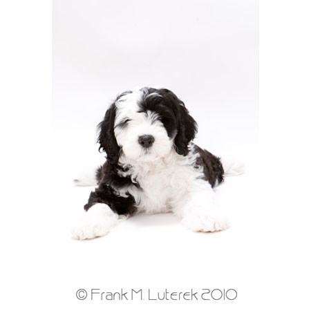 Portuguese Water Dog 12