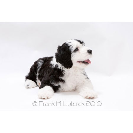 Portuguese Water Dog 13