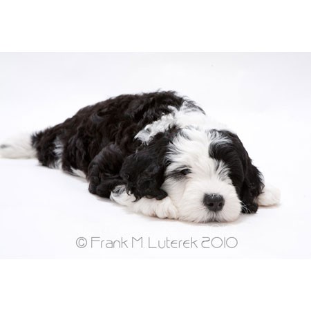 Portuguese Water Dog 14