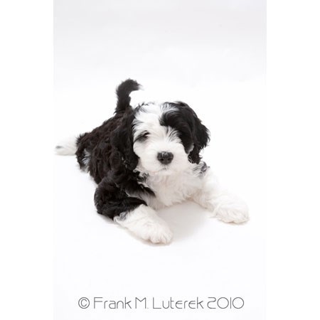 Portuguese Water Dog 15