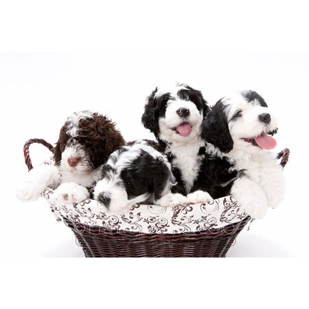 Portuguese Water Dogs 16