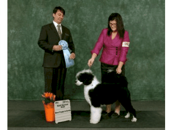 Best Puppy in Group - Guelph and District Kennel Club