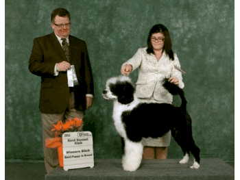 Winners Bitch, Best Puppy In Breed - Guelph and District Kennel Club 
