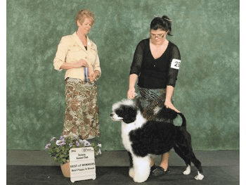 Best of Winners, Best Puppy In Breed - Seaway Kennel Club 