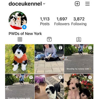 Portuguese Water Dogs on Instagram