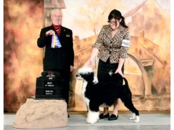 Best of Winners - Guelph District Kennel Club