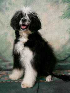 Splash -  Portuguese Water Dog