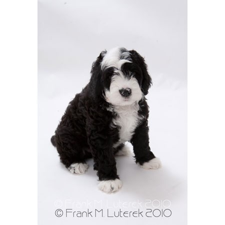 Grand Island Portuguese Water Dog