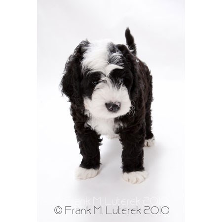 Grand Island Portuguese Water Dog