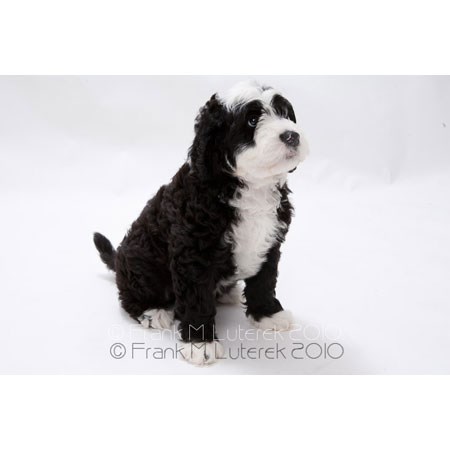 Grand Island Portuguese Water Dog 2