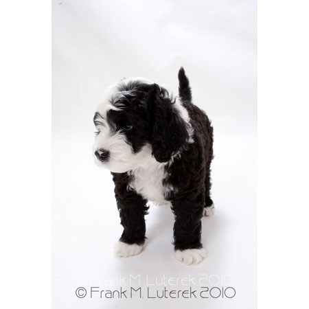 Grand Island Portuguese Water Dog 3