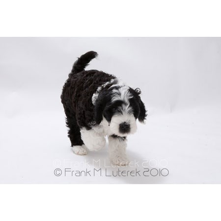 Grand Island Portuguese Water Dog 4