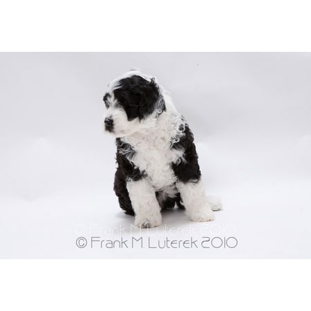 Grand Island Portuguese Water Dog 5