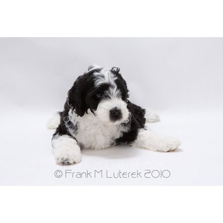 Grand Island Portuguese Water Dog 6