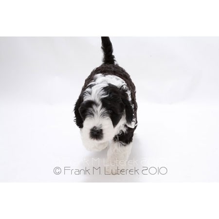 Grand Island Portuguese Water Dog 7