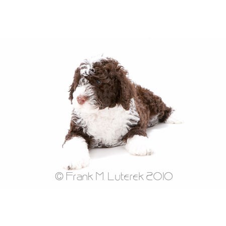 Grand Island Portuguese Water Dog 8