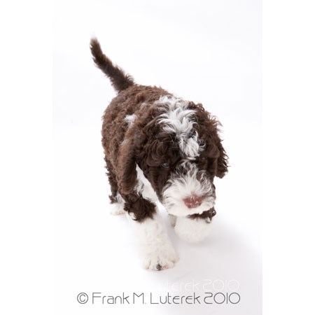 Grand Island Portuguese Water Dog 9