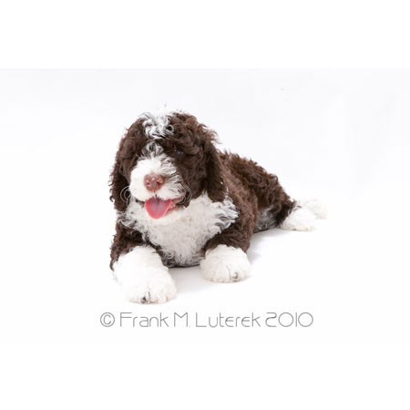 Grand Island Portuguese Water Dog 10