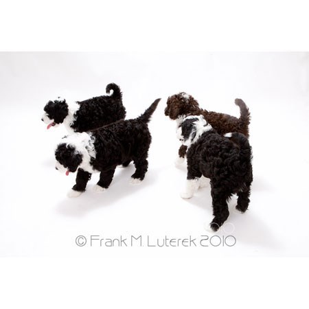 Portuguese Water Dog Puppies