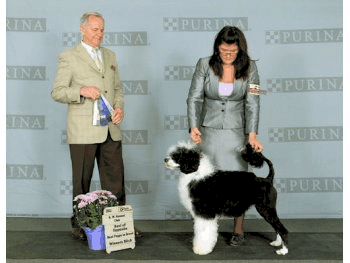 Best of Opposite, Best Puppy in Breed, Winners Bitch - KW Kennel Club