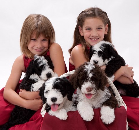 Grand Island Portuguese Water Dog Puppies