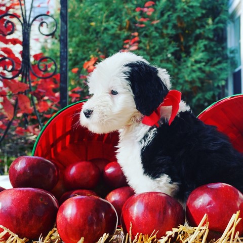 Grand Island Portuguese Water Dogs